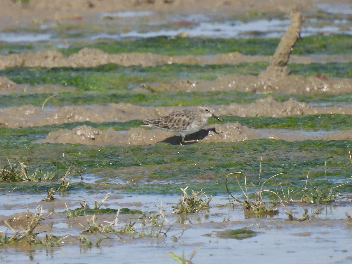 Least Sandpiper - Heidi Adamson