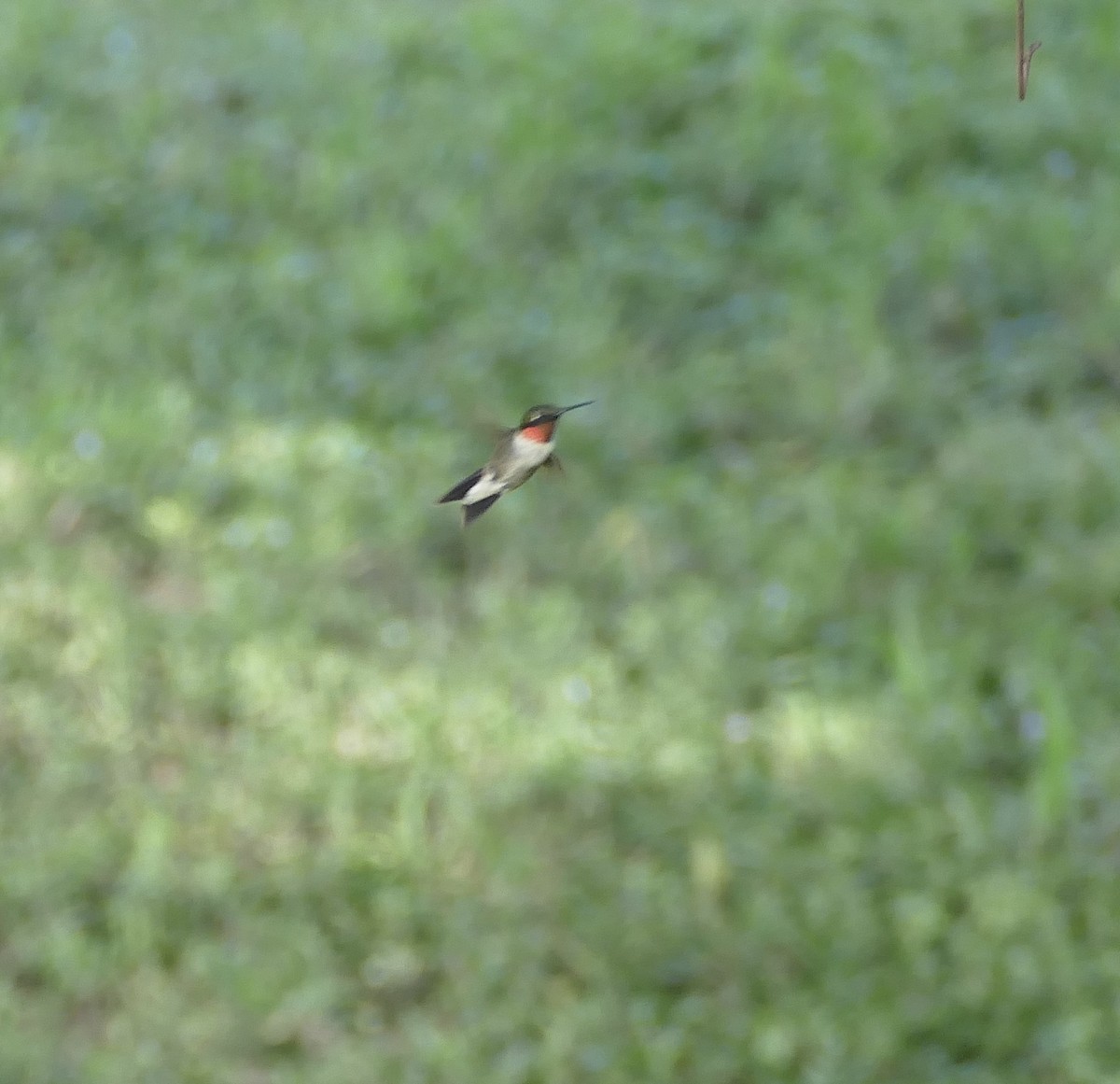 Рубиновогорлый колибри - ML373309191