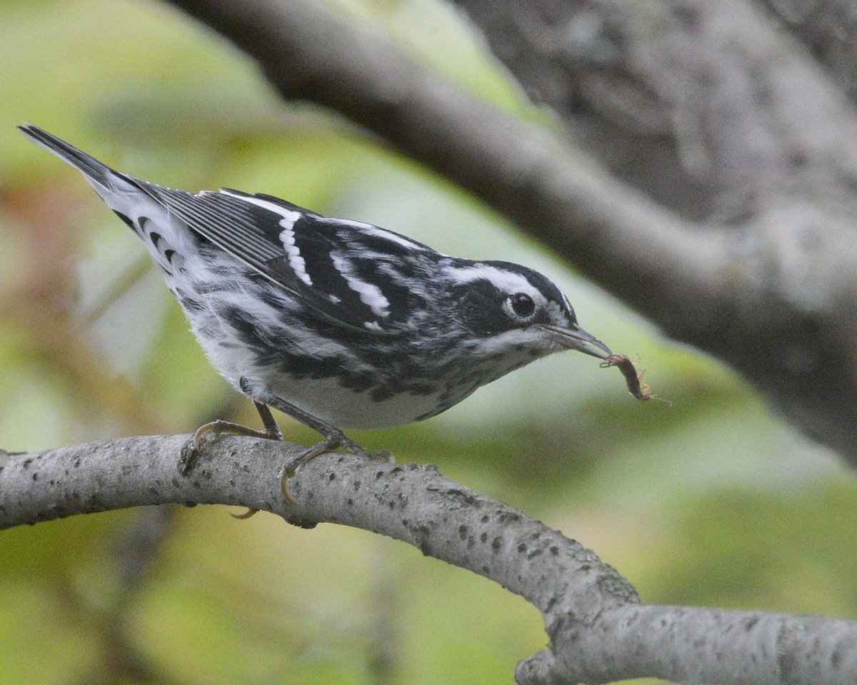 Black-and-white Warbler - ML373309251