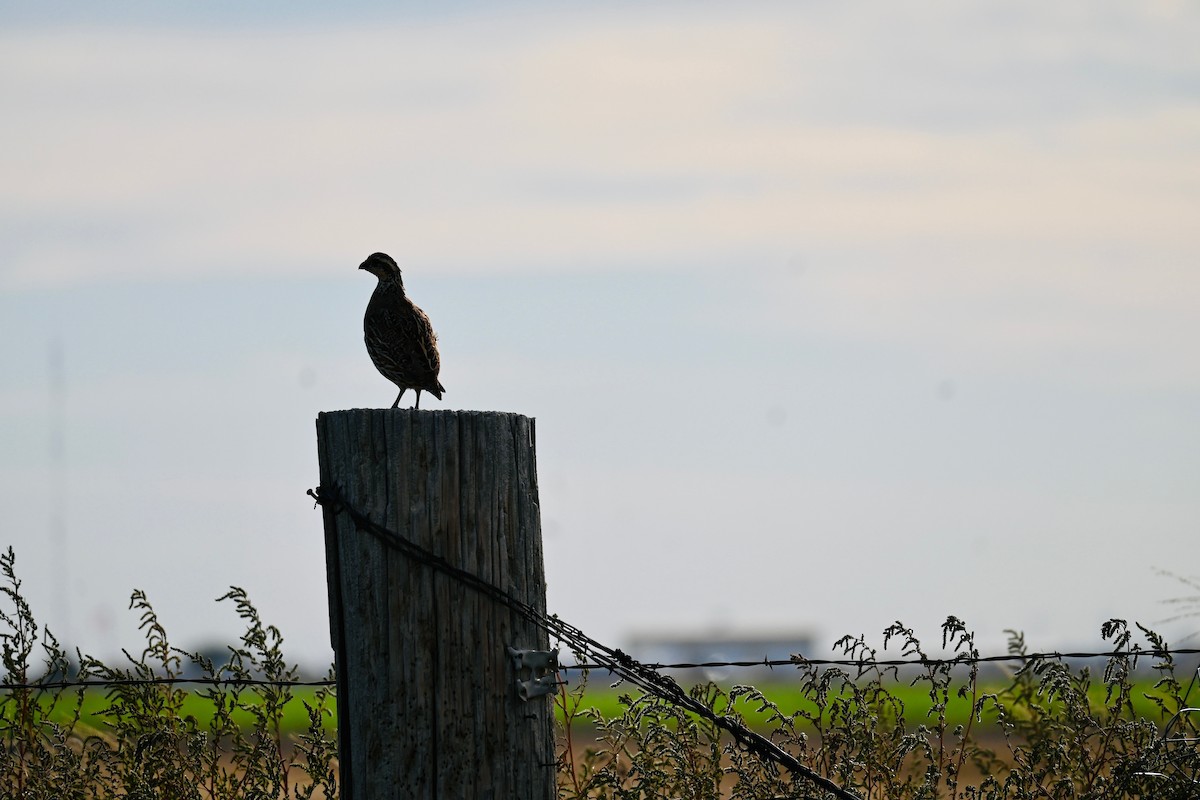 Northern Bobwhite - ML373311391