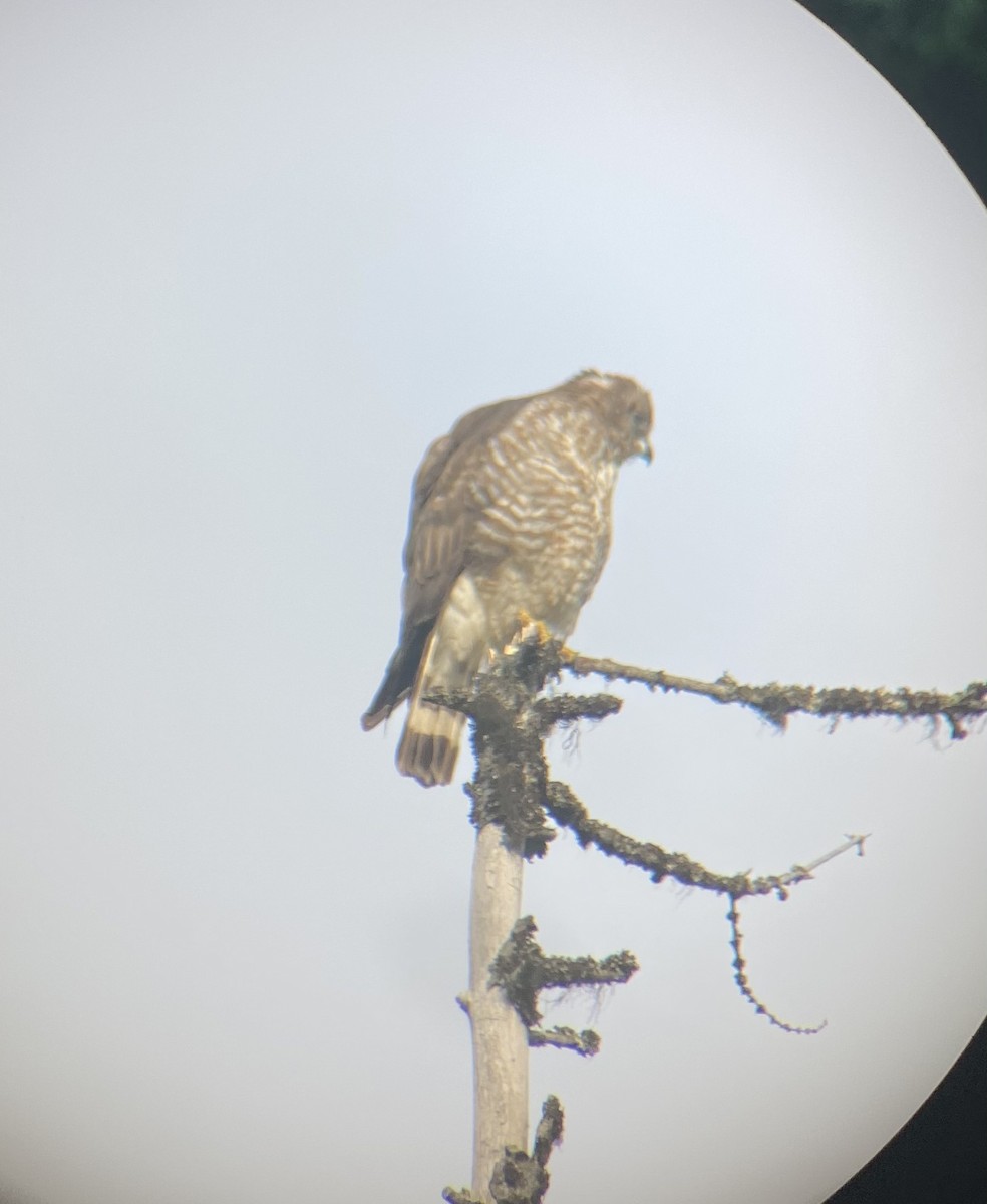 Broad-winged Hawk - ML373312351