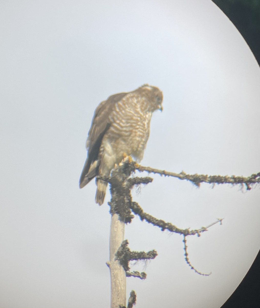 Broad-winged Hawk - ML373312361