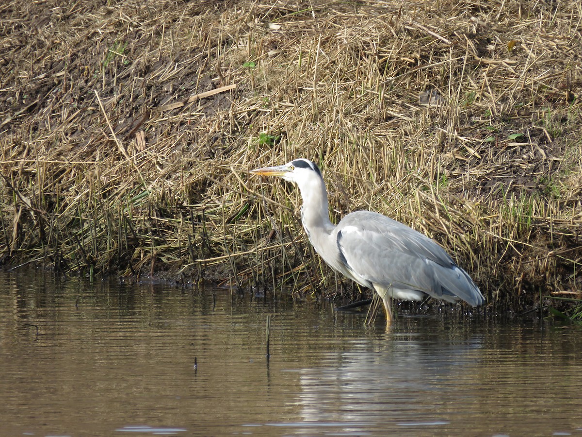 Graureiher - ML373313591