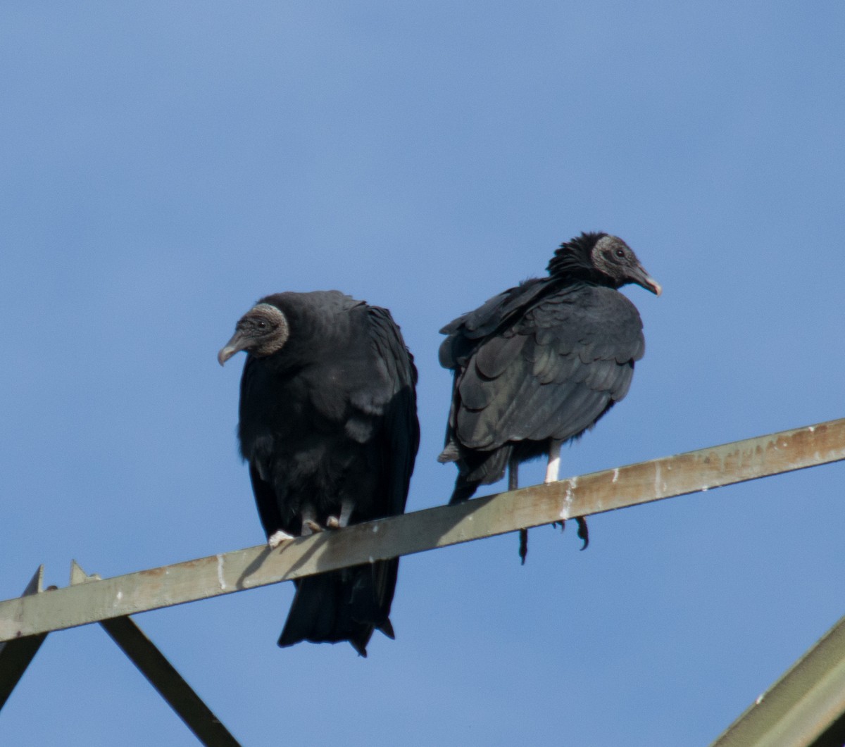 Black Vulture - Kevin Faccenda