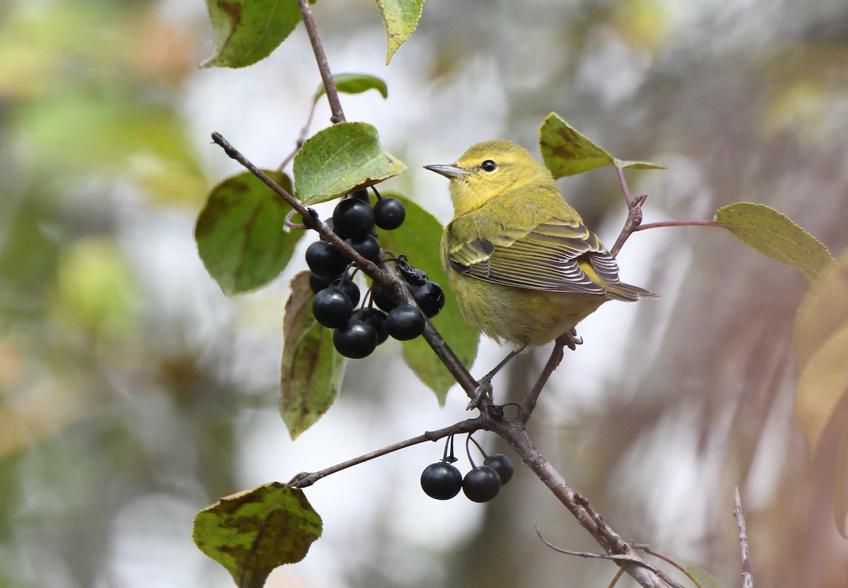 Tennessee Warbler - ML373313911