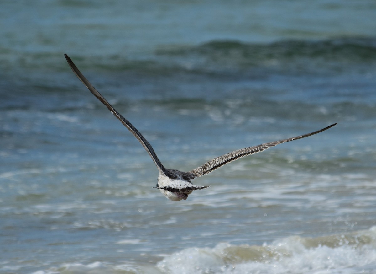 Great Black-backed Gull - mike shaw