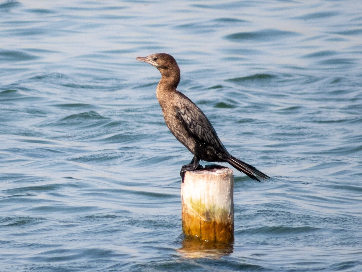 Pygmy Cormorant - ML373316961