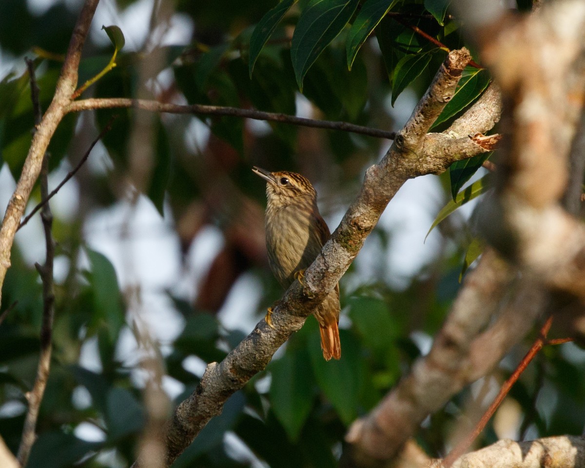 Rufous-tailed Xenops - Silvia Faustino Linhares