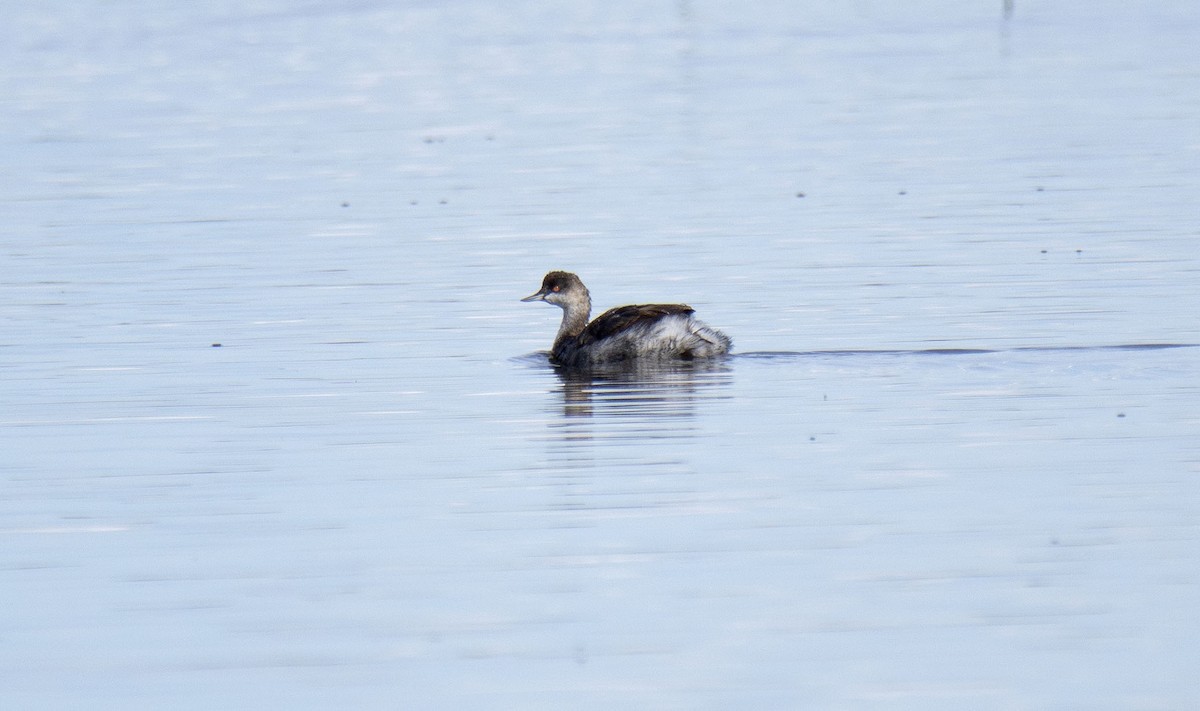 Eared Grebe - ML373319391