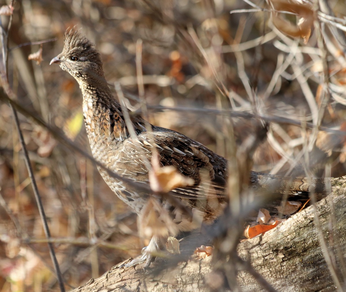 Ruffed Grouse - ML373320061