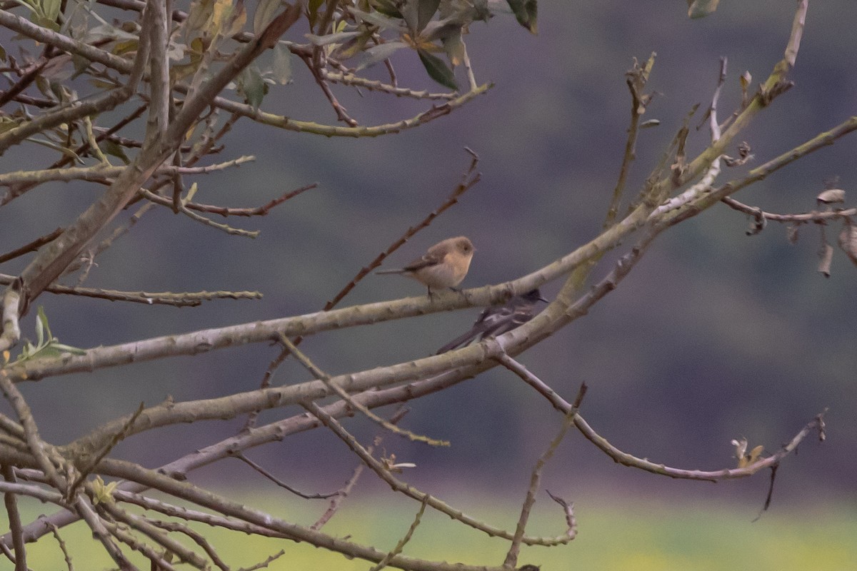 Lazuli Bunting - Mark Stephenson