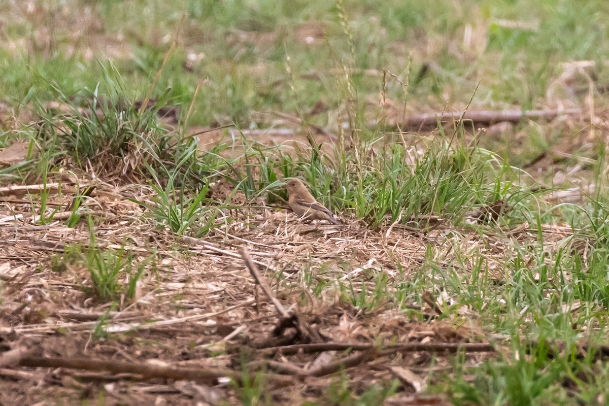 Lazuli Bunting - Mark Stephenson