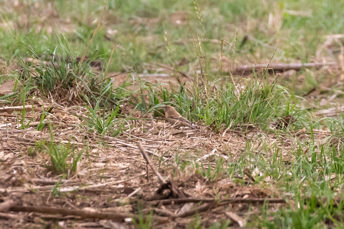 Lazuli Bunting - Mark Stephenson