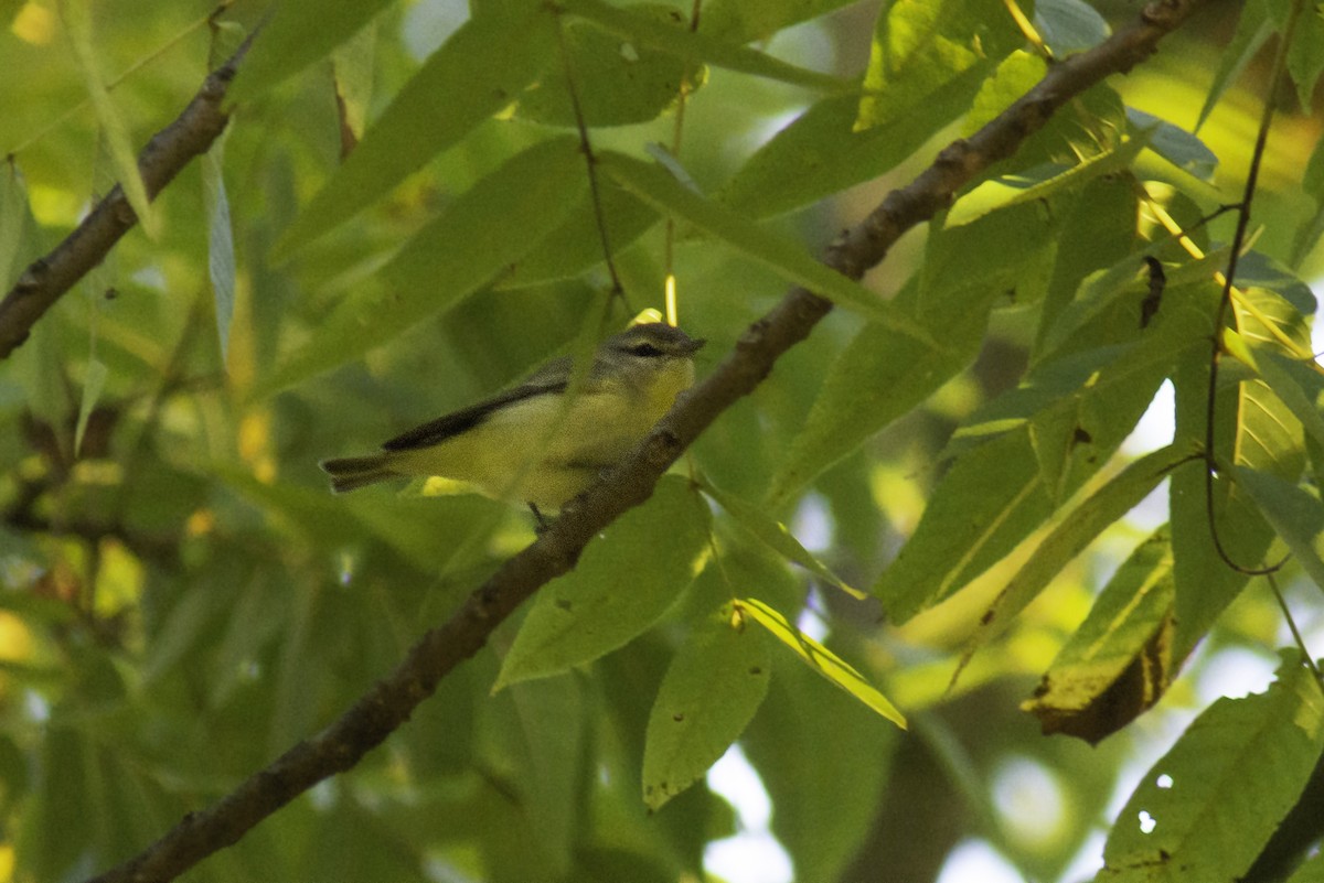 Philadelphia Vireo - ML373320291