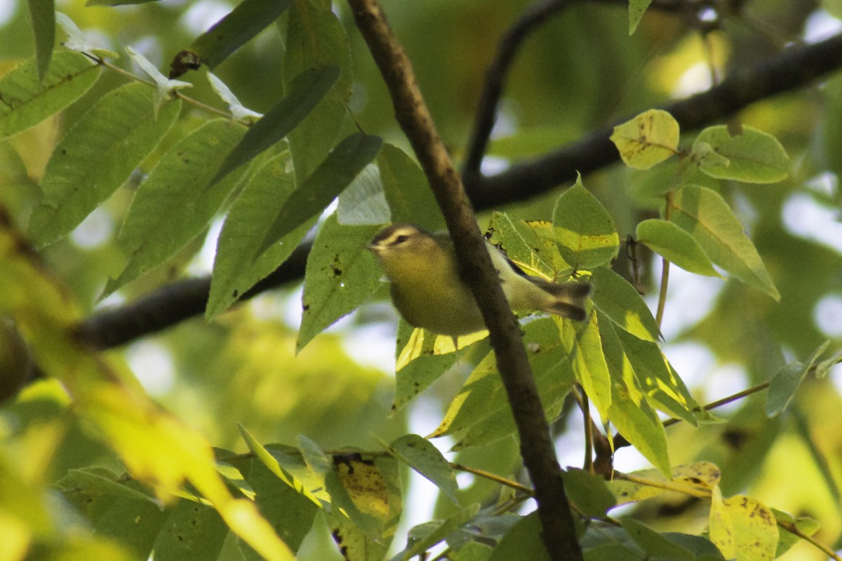Philadelphia Vireo - ML373320331