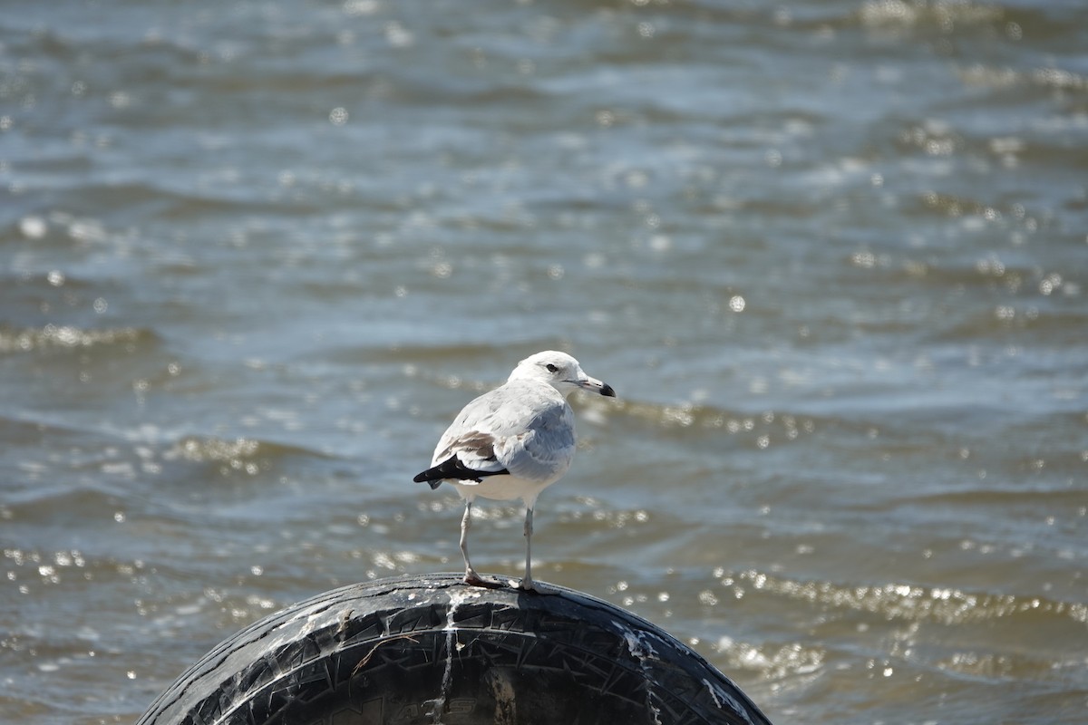 Ring-billed Gull - ML373320701