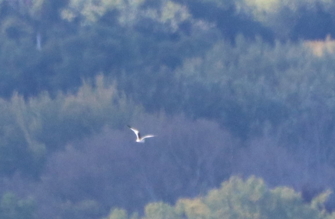 Sabine's Gull - ML373322831