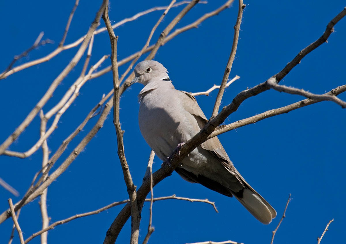 Eurasian Collared-Dove - Greg Gillson