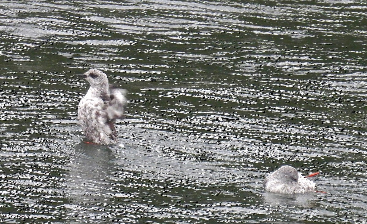 Black Guillemot - Kaye Fenlon