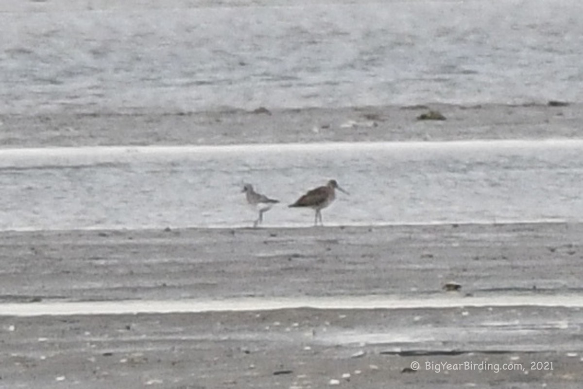 Hudsonian Godwit - ML373325711