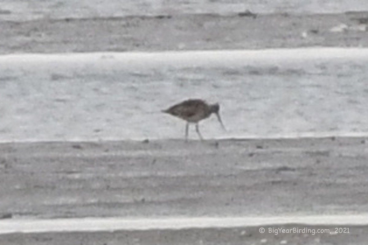 Hudsonian Godwit - ML373325781