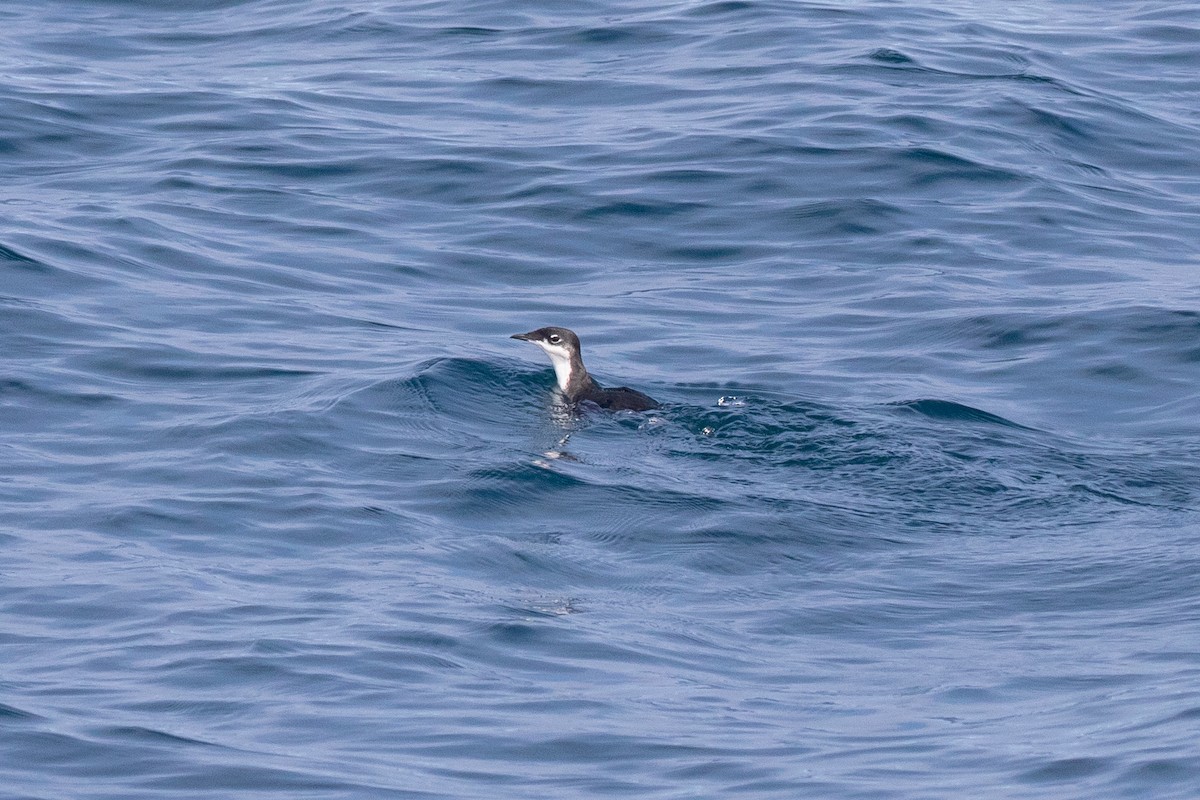 Scripps's Murrelet - ML373327461