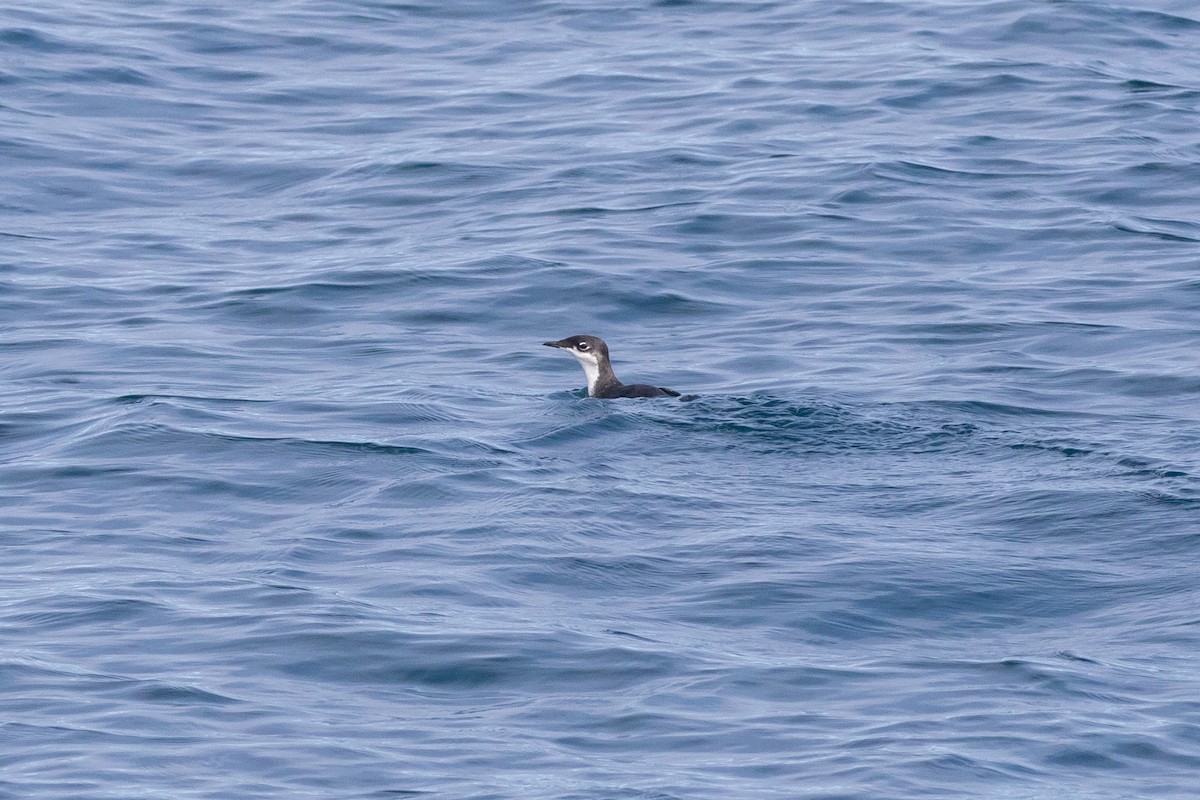 Scripps's Murrelet - Mark Stephenson