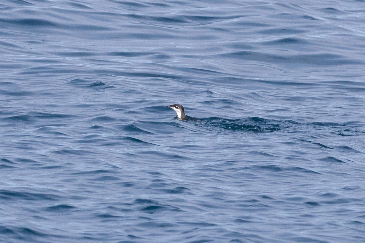 Scripps's Murrelet - ML373327671