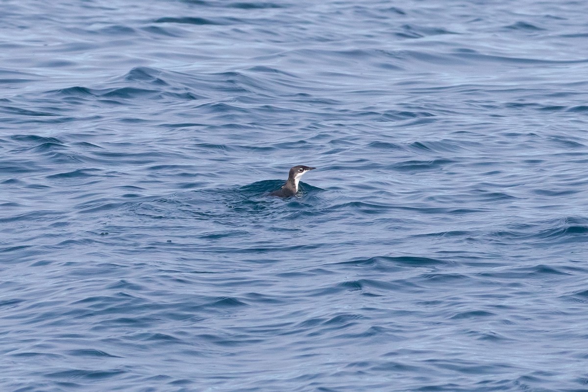 Scripps's Murrelet - ML373327681