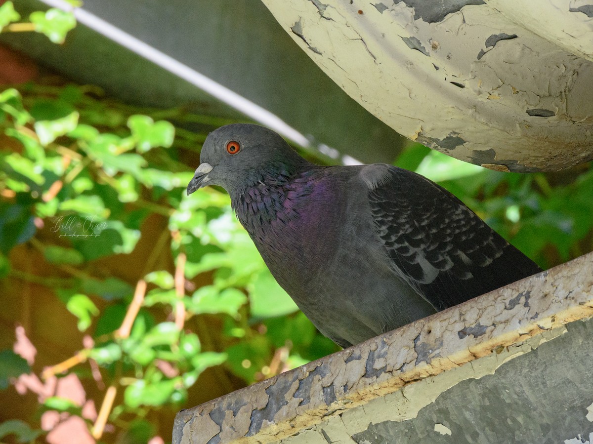 Rock Pigeon (Feral Pigeon) - ML373328111