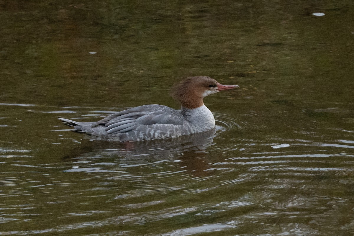 Common Merganser - ML373328471