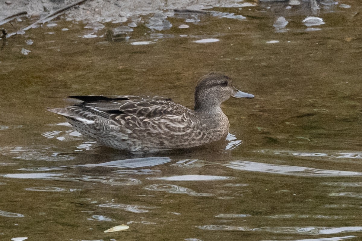 Green-winged Teal - ML373328581