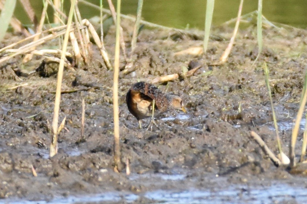 Spotted Crake - ML373329161