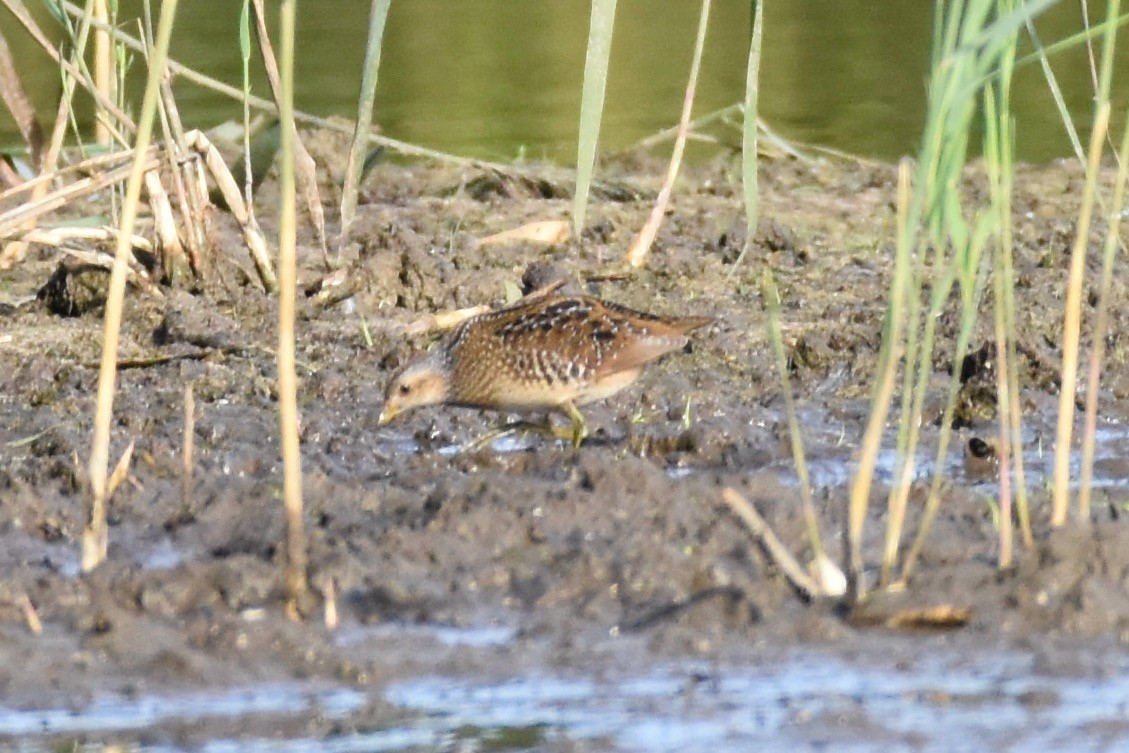 Spotted Crake - ML373329171
