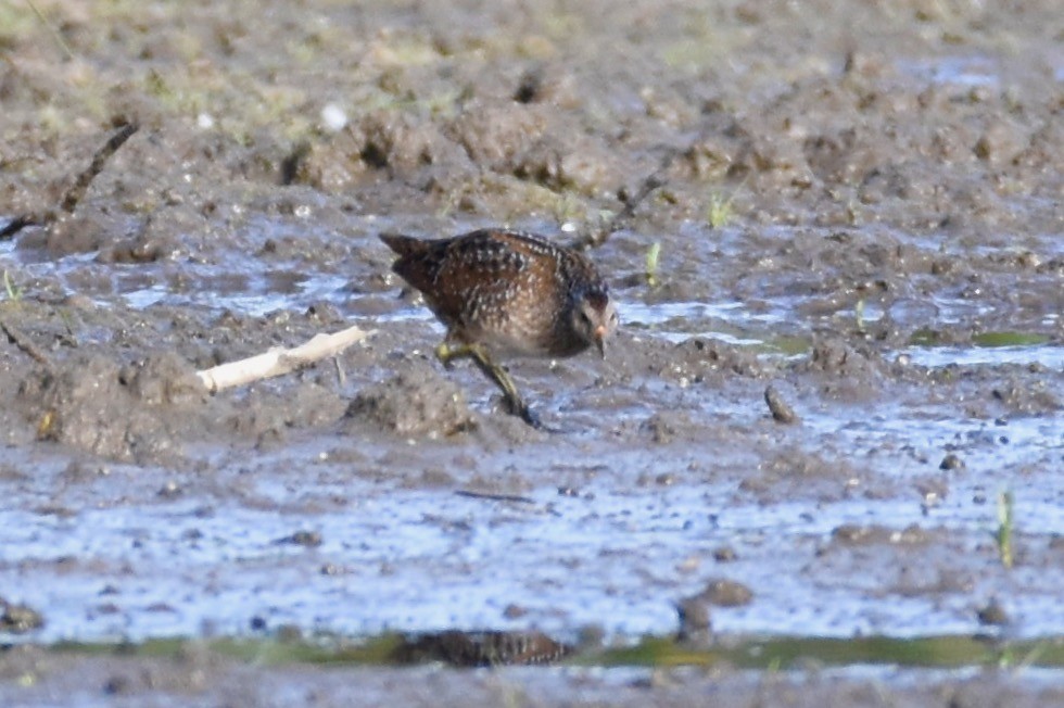 Spotted Crake - ML373329211