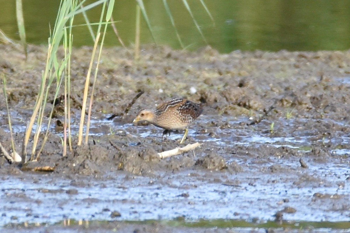 Spotted Crake - ML373329221