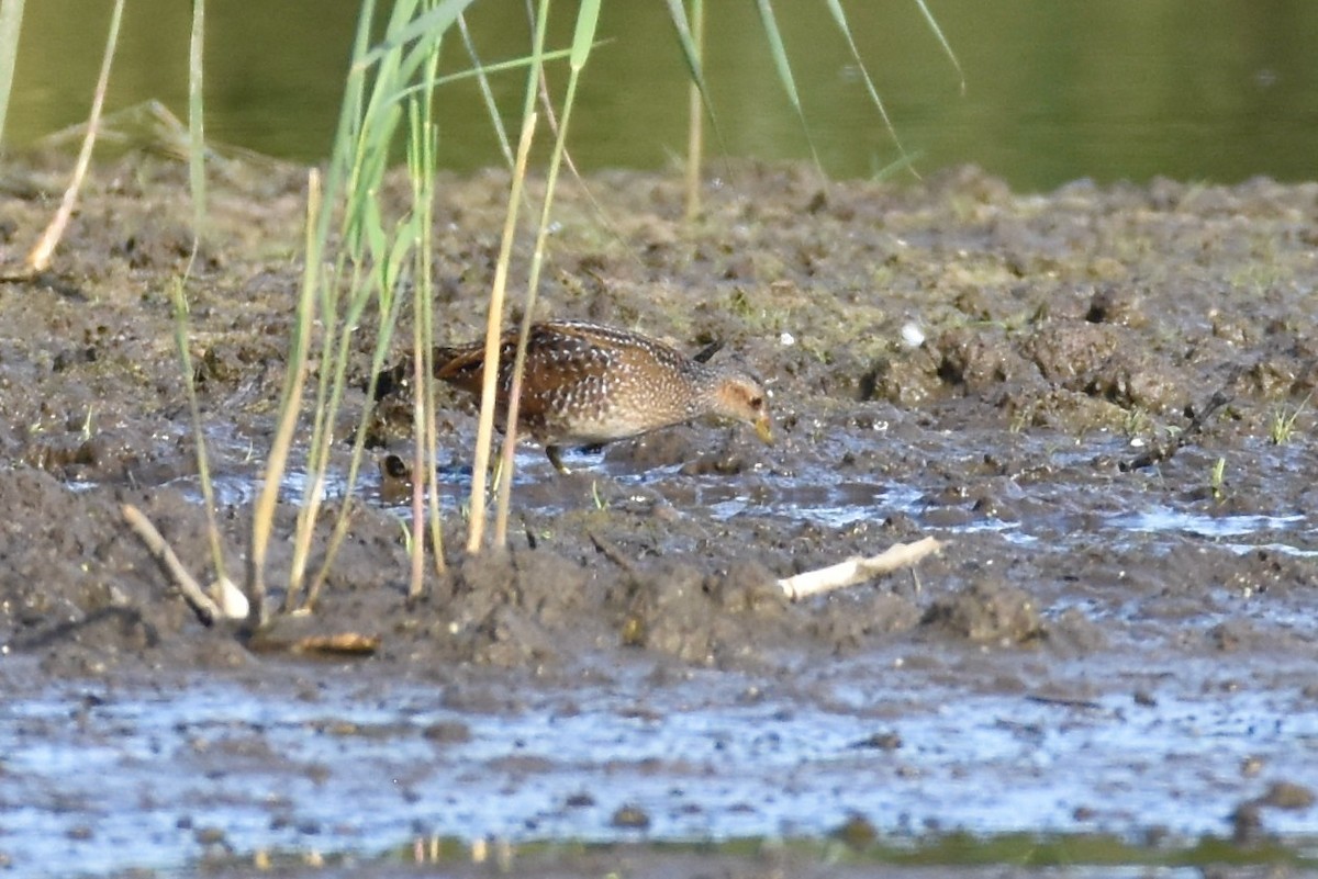 Spotted Crake - ML373329231