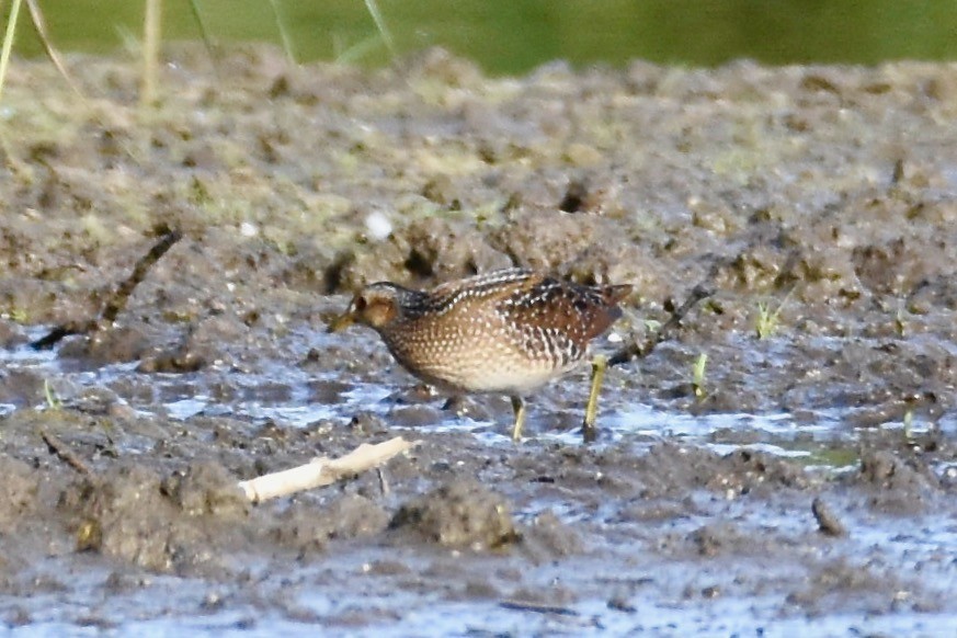 Spotted Crake - ML373329251