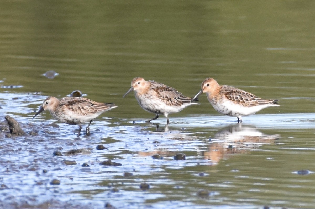 Dunlin - ML373329431