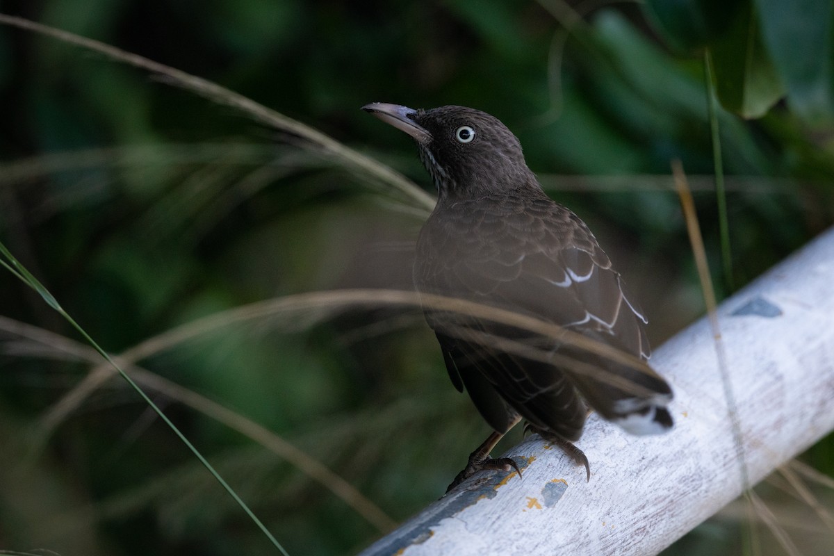 Pearly-eyed Thrasher - ML373329471