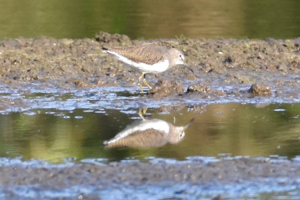 Green Sandpiper - ML373329491