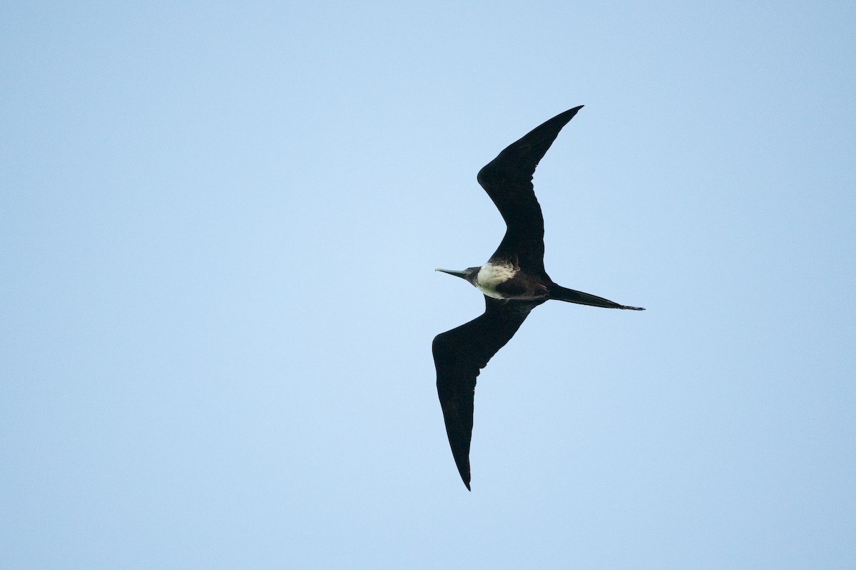 Magnificent Frigatebird - ML373329671