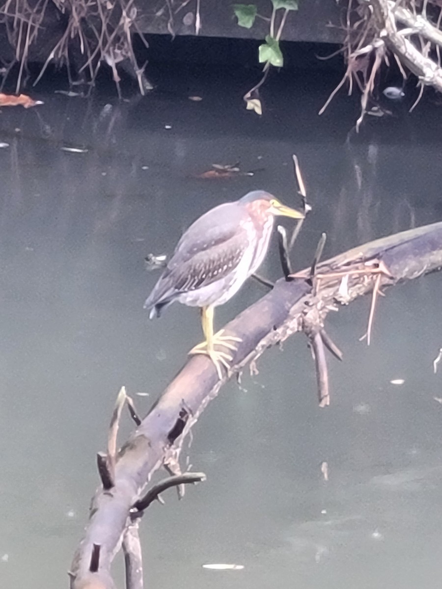 Green Heron - ML373329981