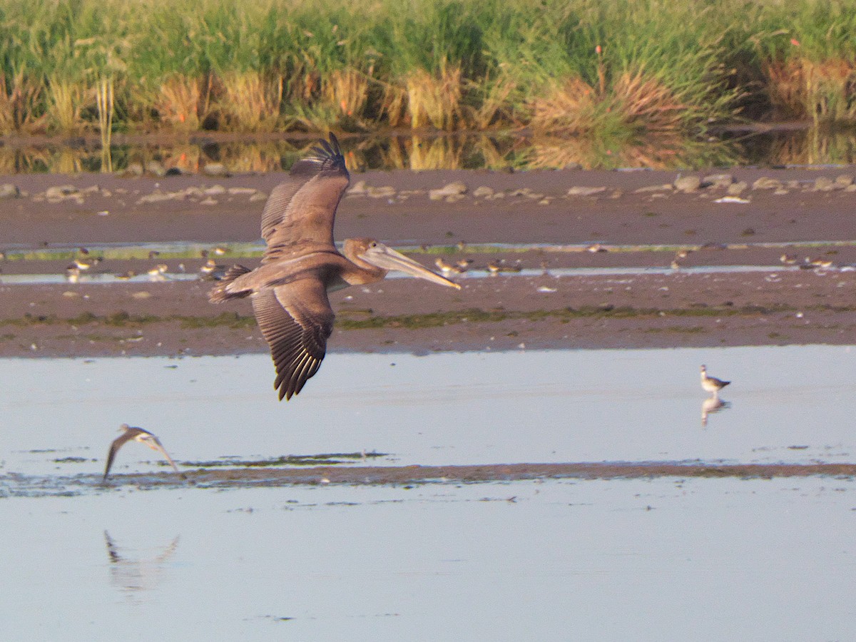 Brown Pelican - ML373330401