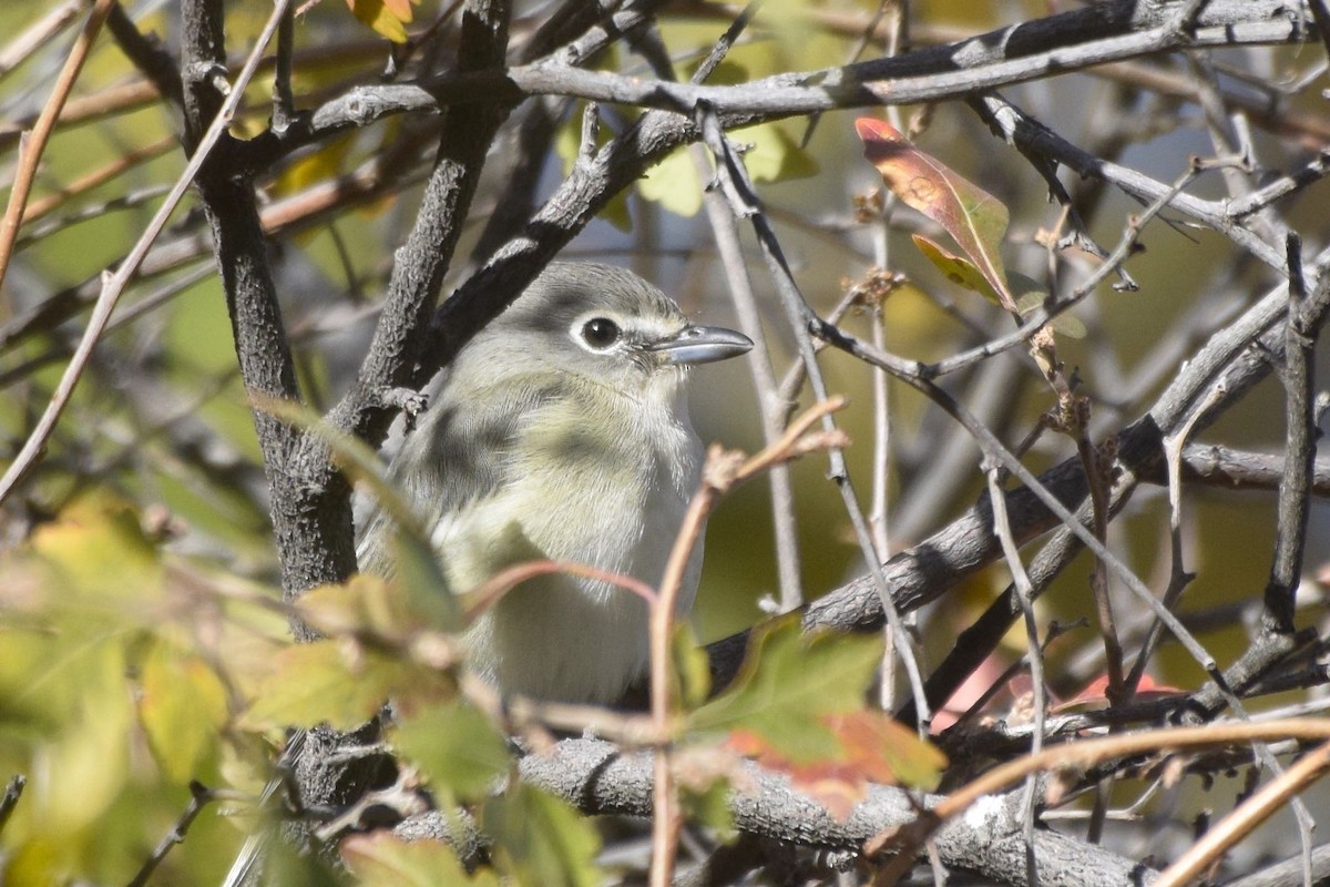 Cassin's Vireo - ML37333041