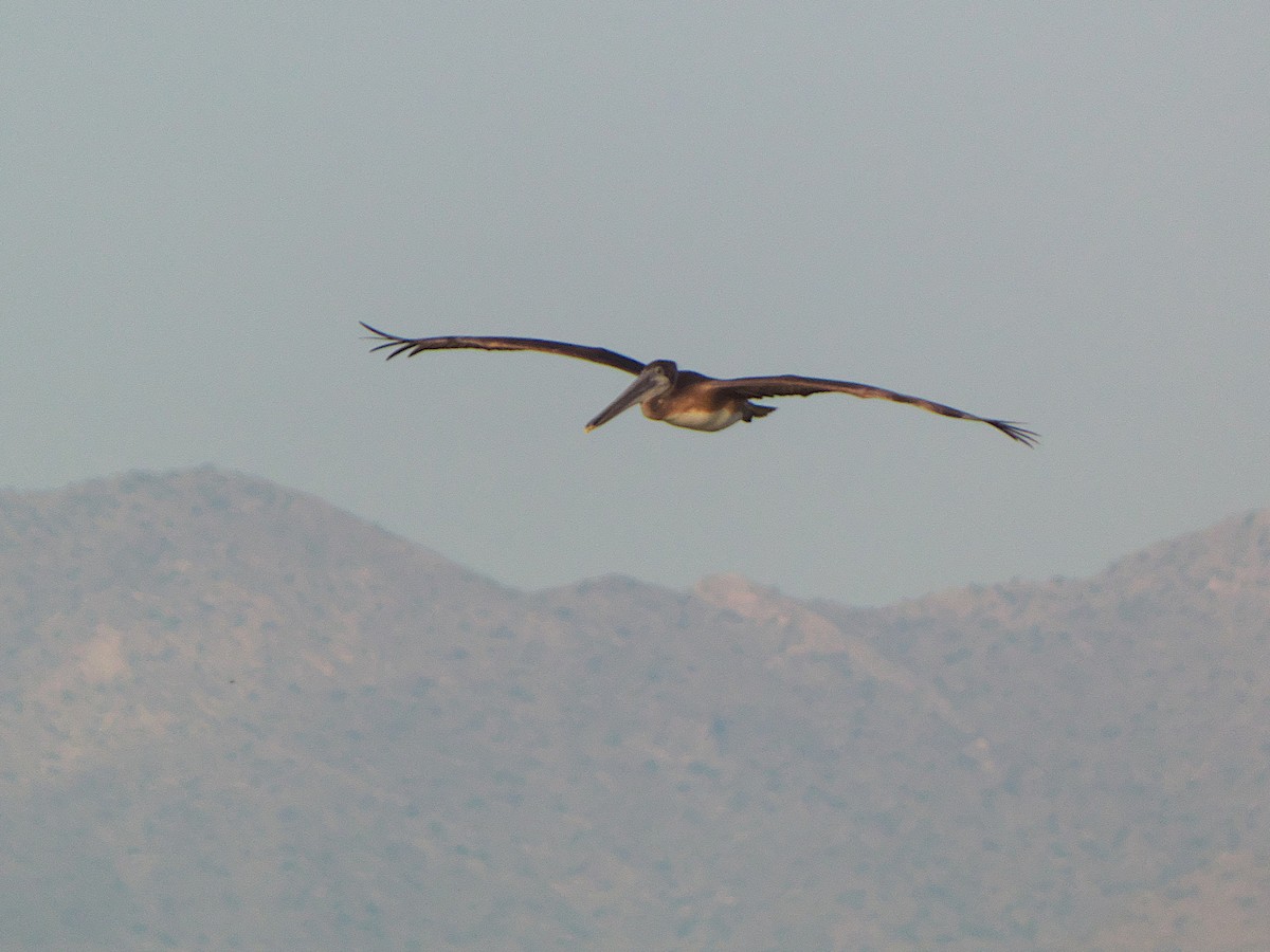 Brown Pelican - ML373330431