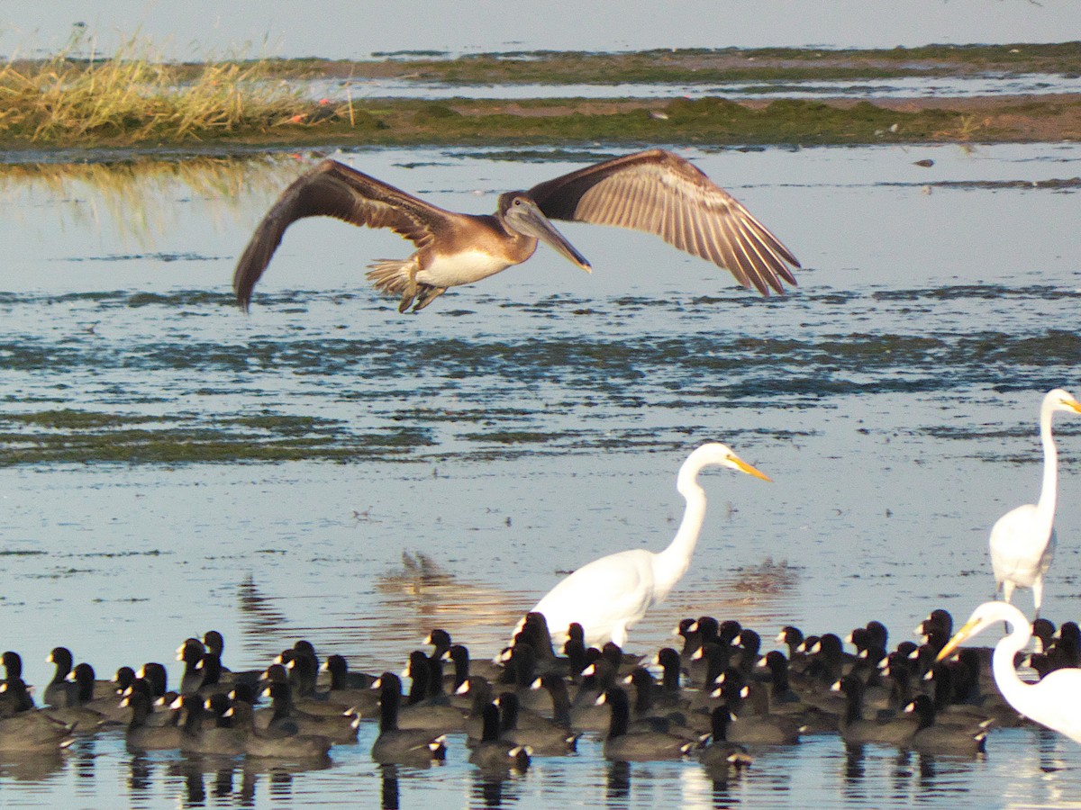 Brown Pelican - ML373330461