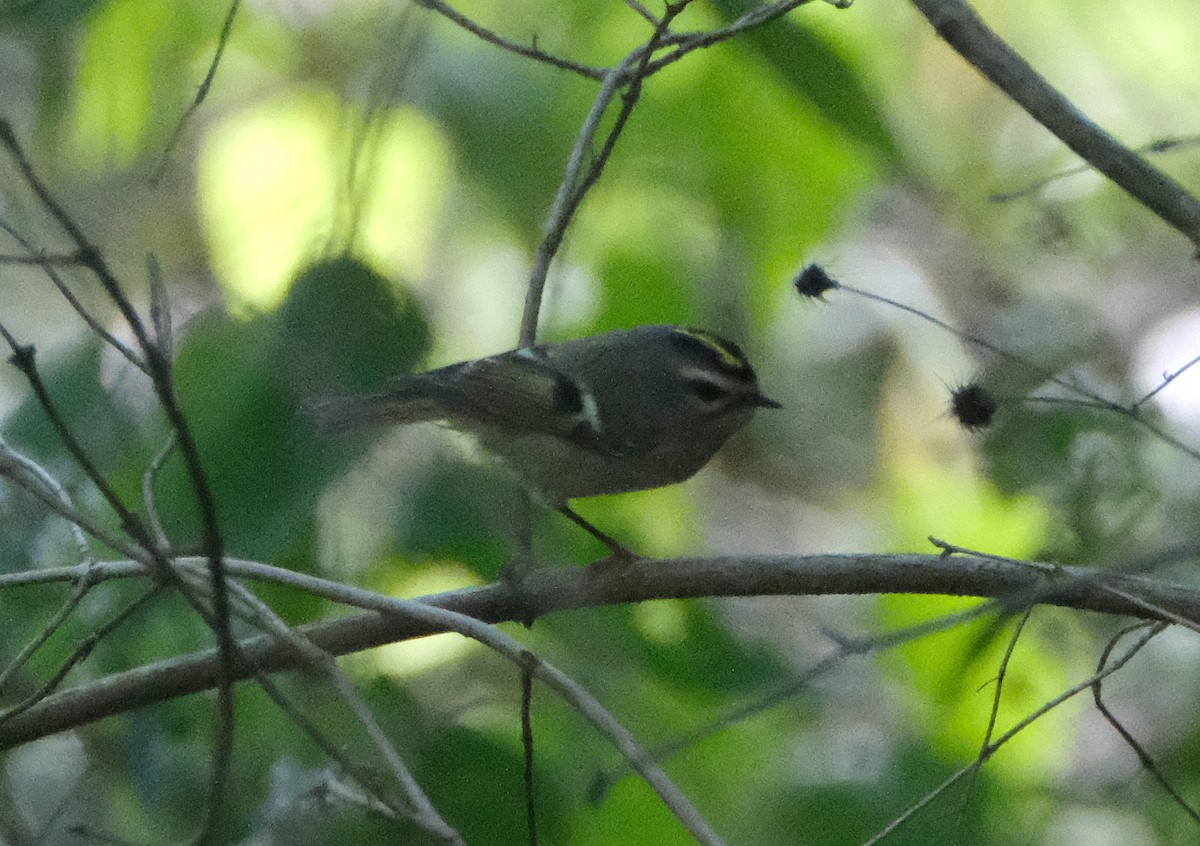 Golden-crowned Kinglet - ML373332161