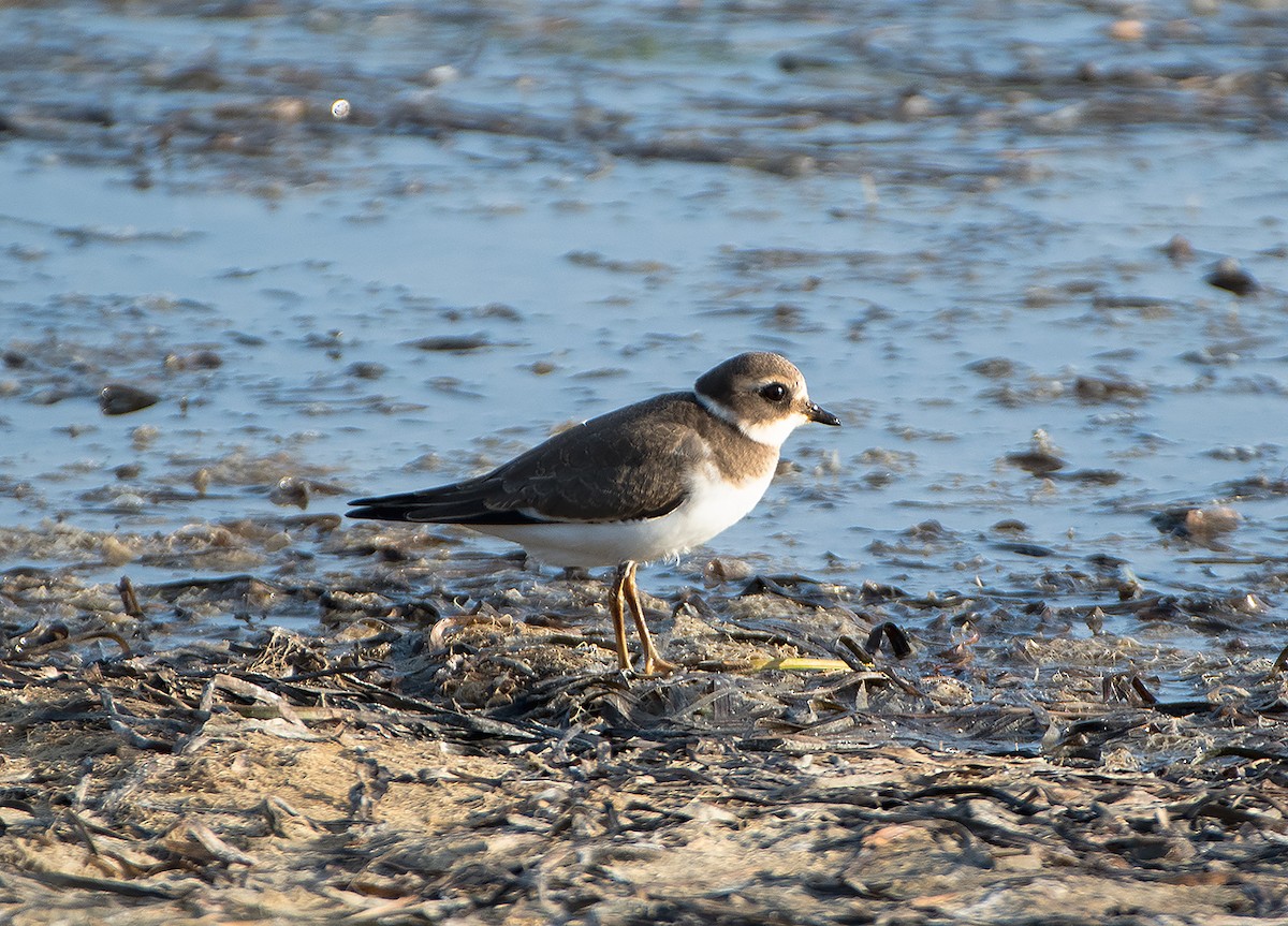 Common Ringed Plover - ML373332241