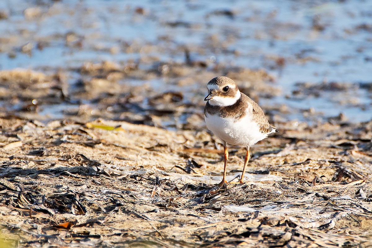 Common Ringed Plover - ML373332261